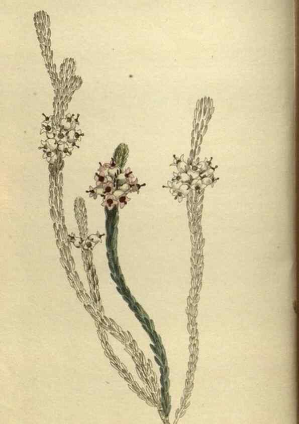 Reproducción/Reproduction 48787657492: The botanical cabinet. London :John & Arthur Arch ...,1817-1833.. 