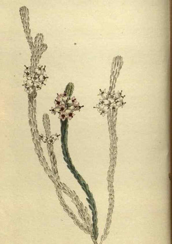 Reproducción/Reproduction 48787657492: The botanical cabinet. London :John & Arthur Arch ...,1817-1833.. 