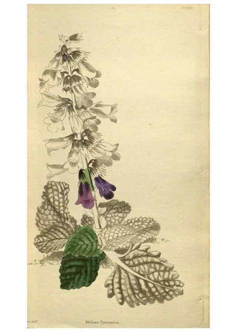 Reproducción/Reproduction 48787657687: The botanical cabinet. London :John & Arthur Arch ...,1817-1833.. 