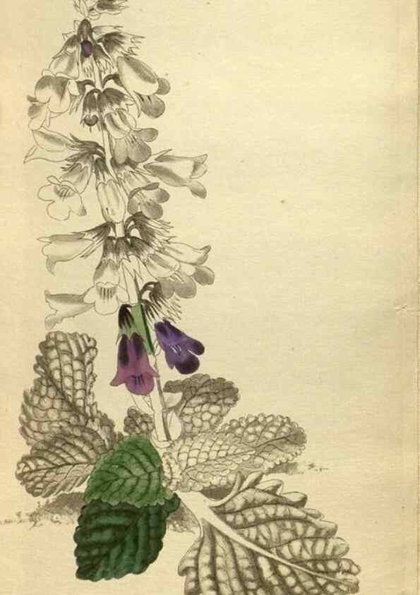 Reproducción/Reproduction 48787657687: The botanical cabinet. London :John & Arthur Arch ...,1817-1833.. 