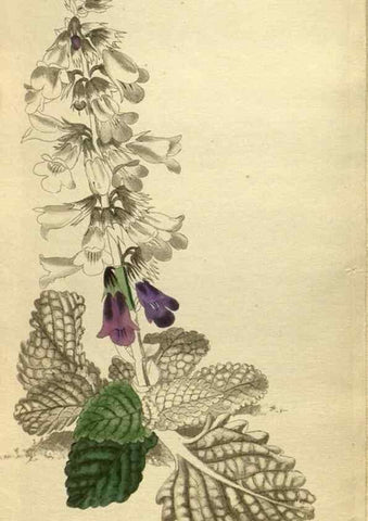 Reproducción/Reproduction 48787657687: The botanical cabinet. London :John & Arthur Arch ...,1817-1833.. 