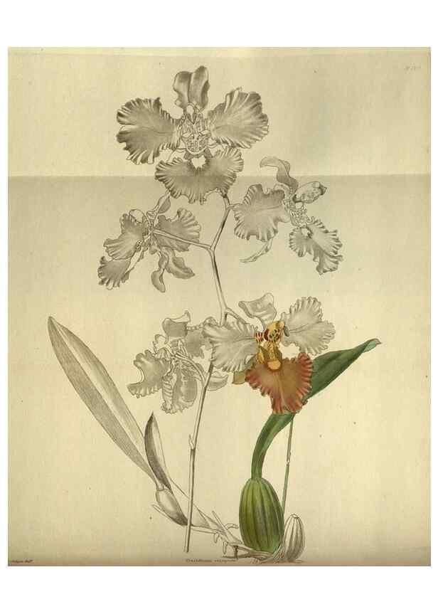 Reproducción/Reproduction 48787504166: The botanical cabinet. London :John & Arthur Arch ...,1817-1833.. 