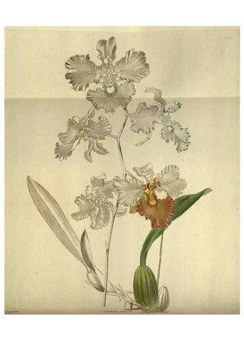Reproducción/Reproduction 48787504166: The botanical cabinet. London :John & Arthur Arch ...,1817-1833.. 