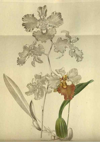 Reproducción/Reproduction 48787504166: The botanical cabinet. London :John & Arthur Arch ...,1817-1833.. 