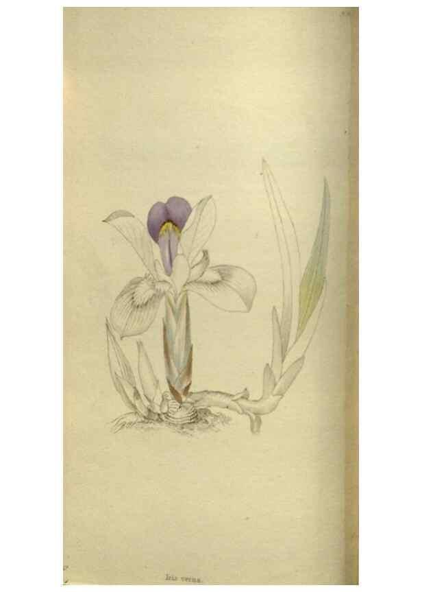 Reproducción/Reproduction 48787504361: The botanical cabinet. London :John & Arthur Arch ...,1817-1833.. 