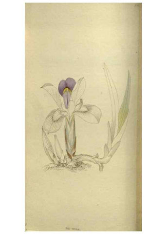 Reproducción/Reproduction 48787504361: The botanical cabinet. London :John & Arthur Arch ...,1817-1833.. 