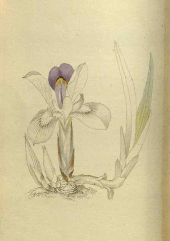 Reproducción/Reproduction 48787504361: The botanical cabinet. London :John & Arthur Arch ...,1817-1833.. 