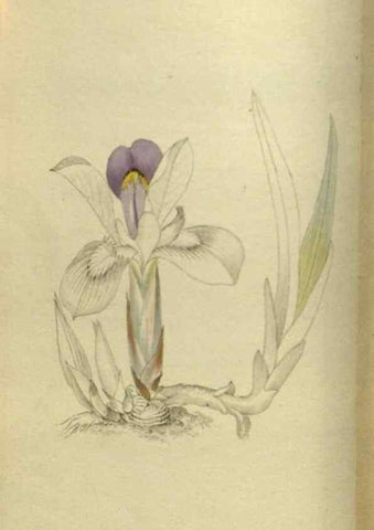 Reproducción/Reproduction 48787504361: The botanical cabinet. London :John & Arthur Arch ...,1817-1833.. 