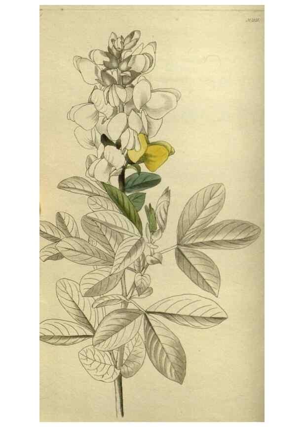 Reproducción/Reproduction 48787658282: The botanical cabinet. London :John & Arthur Arch ...,1817-1833.. 