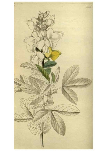 Reproducción/Reproduction 48787658282: The botanical cabinet. London :John & Arthur Arch ...,1817-1833.. 