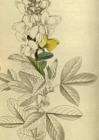 Reproducción/Reproduction 48787658282: The botanical cabinet. London :John & Arthur Arch ...,1817-1833.. 