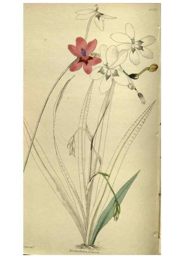 Reproducción/Reproduction 48787144913: The botanical cabinet. London :John & Arthur Arch ...,1817-1833.. 