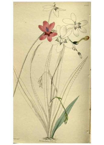 Reproducción/Reproduction 48787144913: The botanical cabinet. London :John & Arthur Arch ...,1817-1833.. 