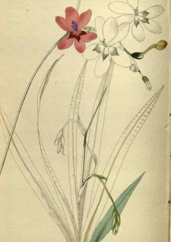 Reproducción/Reproduction 48787144913: The botanical cabinet. London :John & Arthur Arch ...,1817-1833.. 