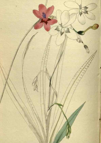 Reproducción/Reproduction 48787144913: The botanical cabinet. London :John & Arthur Arch ...,1817-1833.. 
