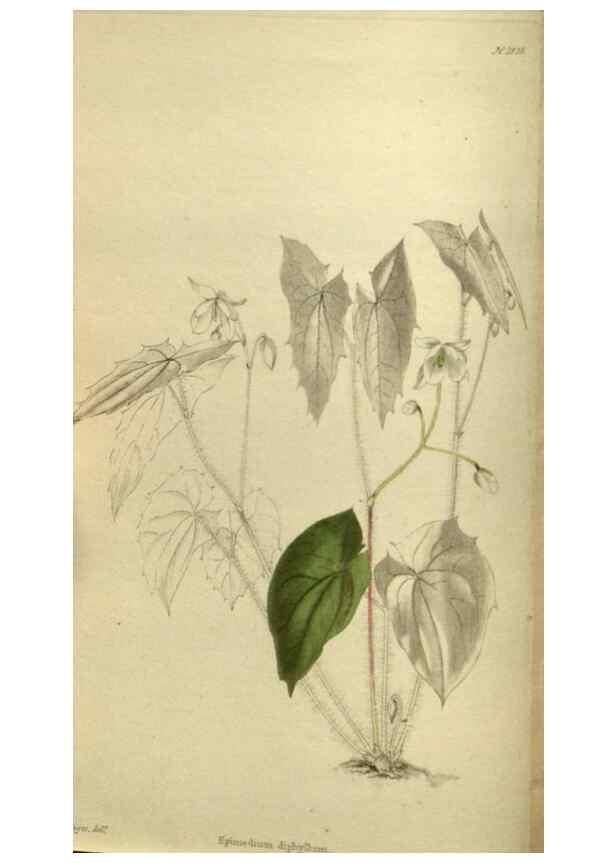 Reproducción/Reproduction 48787504866: The botanical cabinet. London :John & Arthur Arch ...,1817-1833.. 