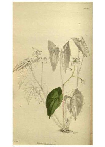 Reproducción/Reproduction 48787504866: The botanical cabinet. London :John & Arthur Arch ...,1817-1833.. 