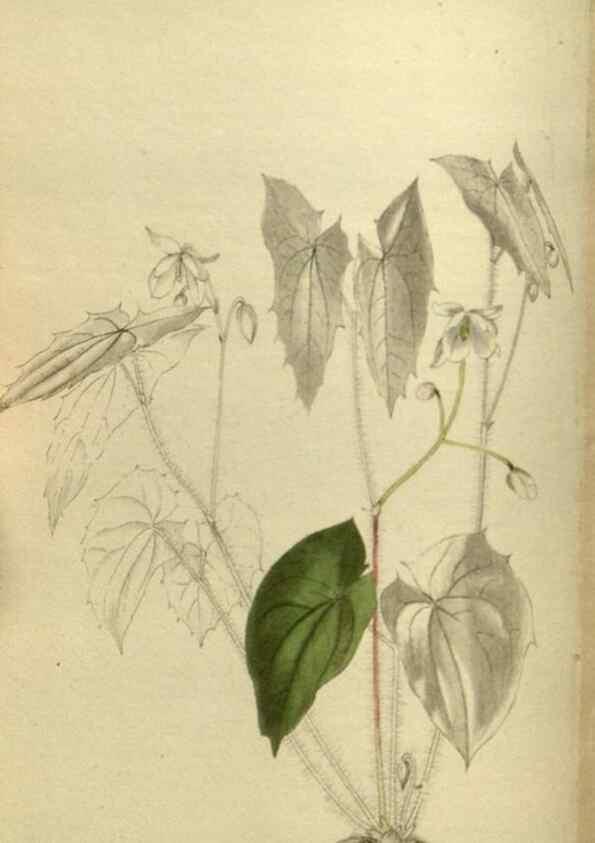 Reproducción/Reproduction 48787504866: The botanical cabinet. London :John & Arthur Arch ...,1817-1833.. 