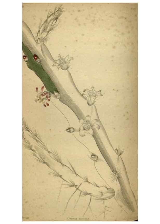 Reproducción/Reproduction 48787511531: The botanical cabinet. London :John & Arthur Arch ...,1817-1833.. 