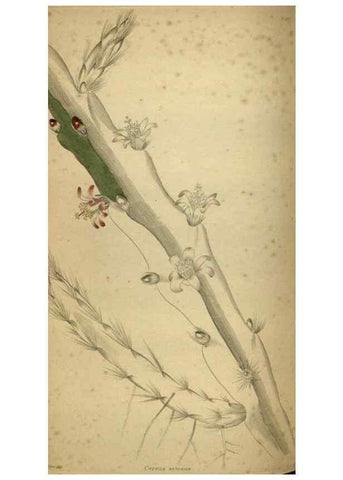 Reproducción/Reproduction 48787511531: The botanical cabinet. London :John & Arthur Arch ...,1817-1833.. 