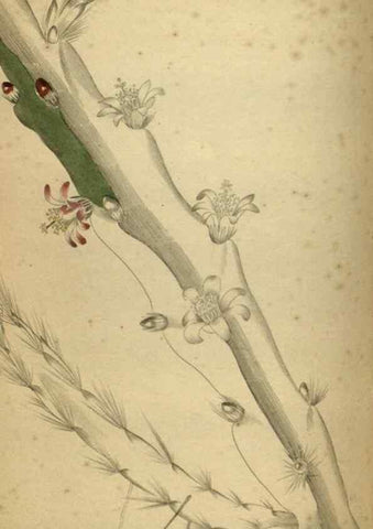 Reproducción/Reproduction 48787511531: The botanical cabinet. London :John & Arthur Arch ...,1817-1833.. 