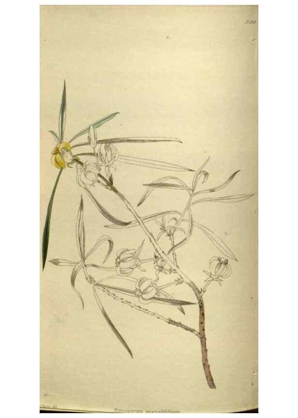 Reproducción/Reproduction 48787505031: The botanical cabinet. London :John & Arthur Arch ...,1817-1833.. 