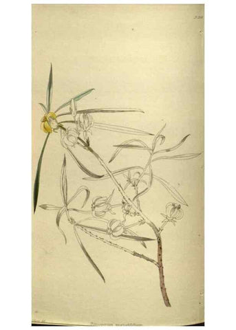 Reproducción/Reproduction 48787505031: The botanical cabinet. London :John & Arthur Arch ...,1817-1833.. 