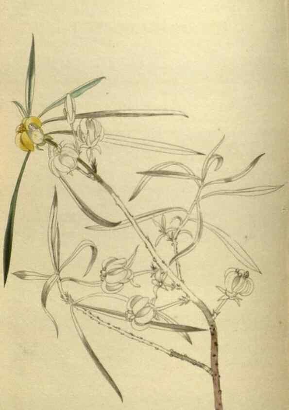 Reproducción/Reproduction 48787505031: The botanical cabinet. London :John & Arthur Arch ...,1817-1833.. 