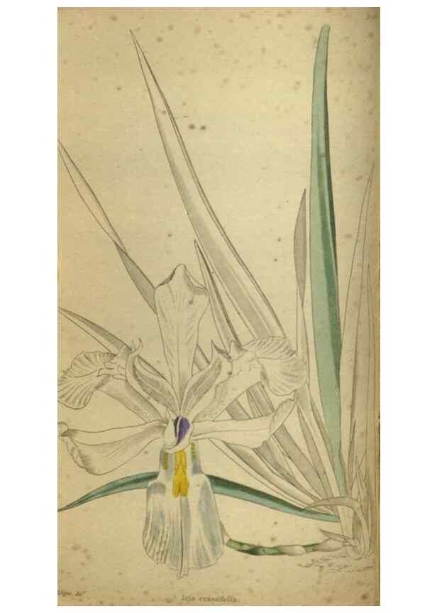 Reproducción/Reproduction 48787659212: The botanical cabinet. London :John & Arthur Arch ...,1817-1833.. 