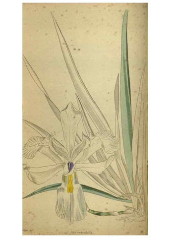 Reproducción/Reproduction 48787659212: The botanical cabinet. London :John & Arthur Arch ...,1817-1833.. 