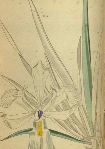 Reproducción/Reproduction 48787659212: The botanical cabinet. London :John & Arthur Arch ...,1817-1833.. 