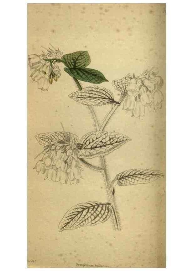 Reproducción/Reproduction 48787145823: The botanical cabinet. London :John & Arthur Arch ...,1817-1833.. 