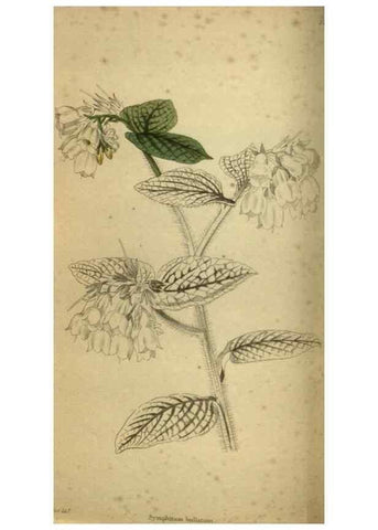 Reproducción/Reproduction 48787145823: The botanical cabinet. London :John & Arthur Arch ...,1817-1833.. 