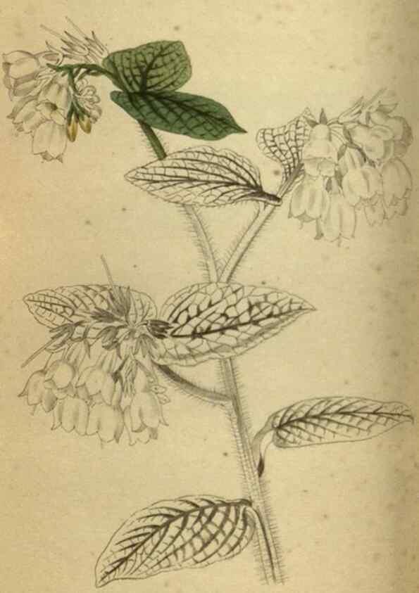 Reproducción/Reproduction 48787145823: The botanical cabinet. London :John & Arthur Arch ...,1817-1833.. 