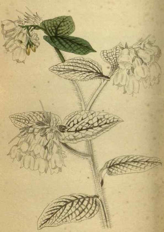 Reproducción/Reproduction 48787145823: The botanical cabinet. London :John & Arthur Arch ...,1817-1833.. 