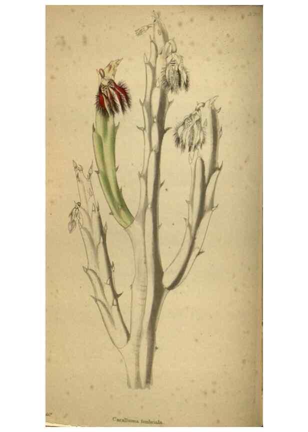 Reproducción/Reproduction 48787145978: The botanical cabinet. London :John & Arthur Arch ...,1817-1833.. 
