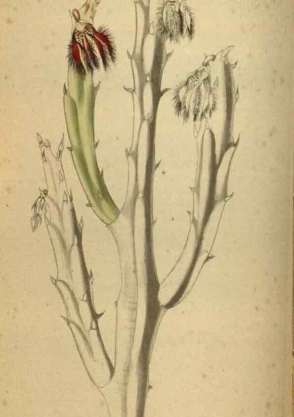 Reproducción/Reproduction 48787145978: The botanical cabinet. London :John & Arthur Arch ...,1817-1833.. 