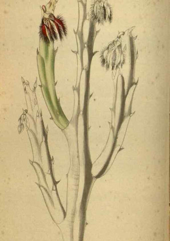 Reproducción/Reproduction 48787145978: The botanical cabinet. London :John & Arthur Arch ...,1817-1833.. 