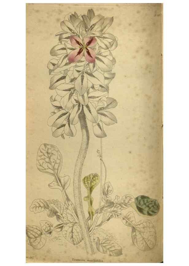 Reproducción/Reproduction 48787146178: The botanical cabinet. London :John & Arthur Arch ...,1817-1833.. 
