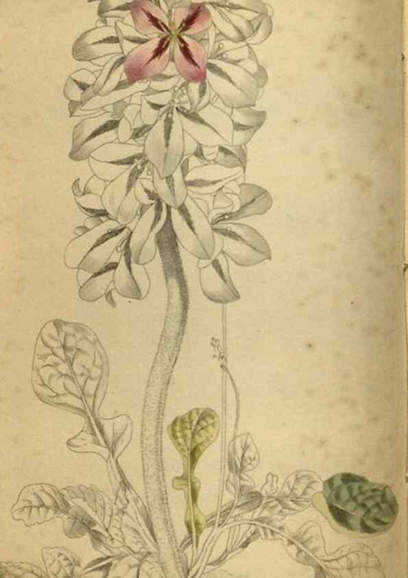 Reproducción/Reproduction 48787146178: The botanical cabinet. London :John & Arthur Arch ...,1817-1833.. 