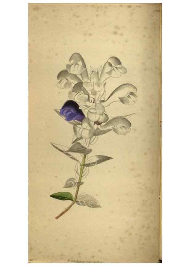 Reproducción/Reproduction 48787146378: The botanical cabinet. London :John & Arthur Arch ...,1817-1833.. 