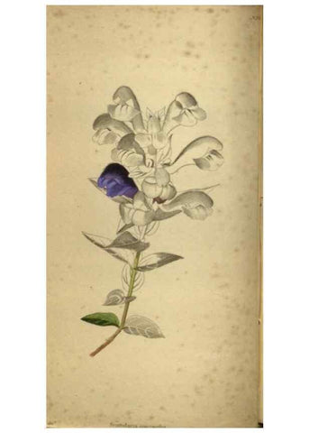 Reproducción/Reproduction 48787146378: The botanical cabinet. London :John & Arthur Arch ...,1817-1833.. 