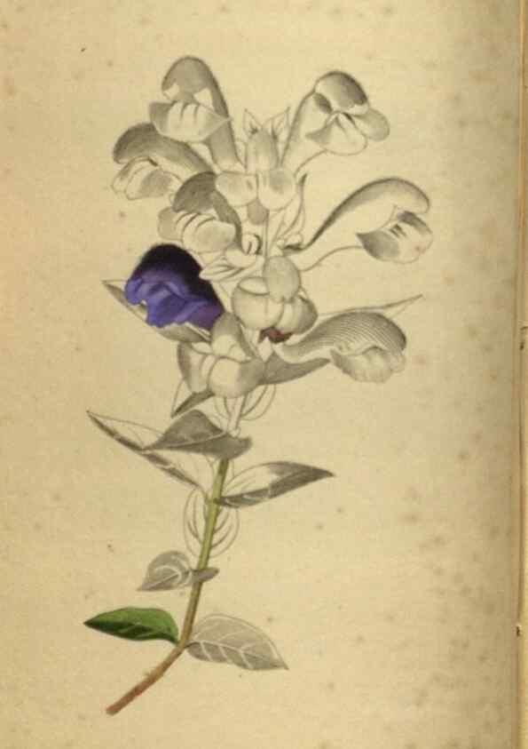 Reproducción/Reproduction 48787146378: The botanical cabinet. London :John & Arthur Arch ...,1817-1833.. 