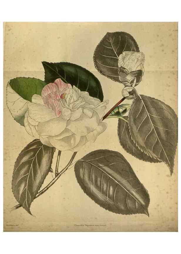Reproducción/Reproduction 48787146598: The botanical cabinet. London :John & Arthur Arch ...,1817-1833.. 
