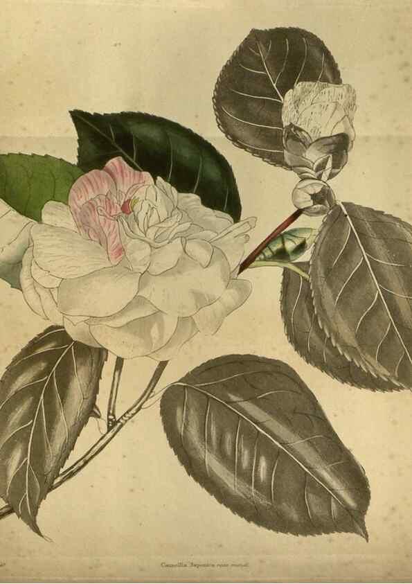 Reproducción/Reproduction 48787146598: The botanical cabinet. London :John & Arthur Arch ...,1817-1833.. 