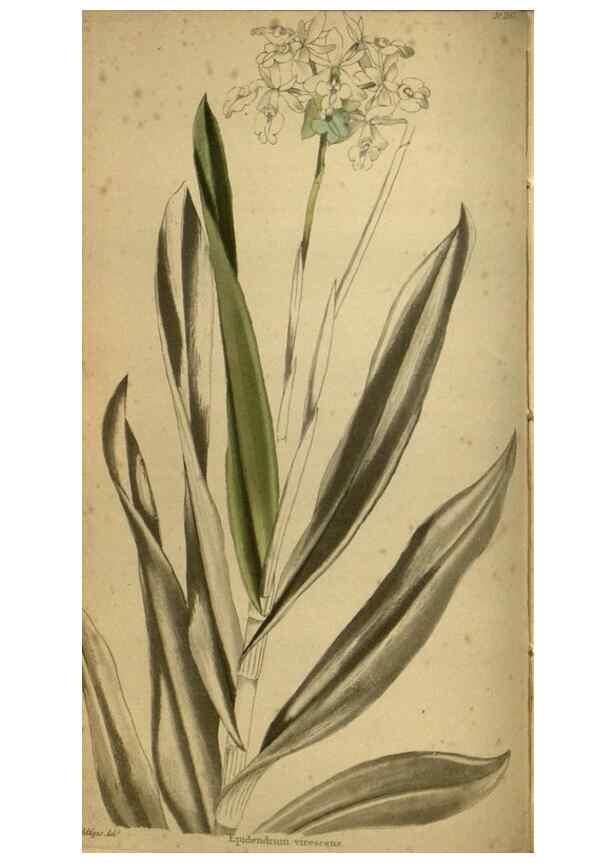 Reproducción/Reproduction 48787660297: The botanical cabinet. London :John & Arthur Arch ...,1817-1833.. 