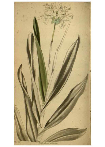 Reproducción/Reproduction 48787660297: The botanical cabinet. London :John & Arthur Arch ...,1817-1833.. 