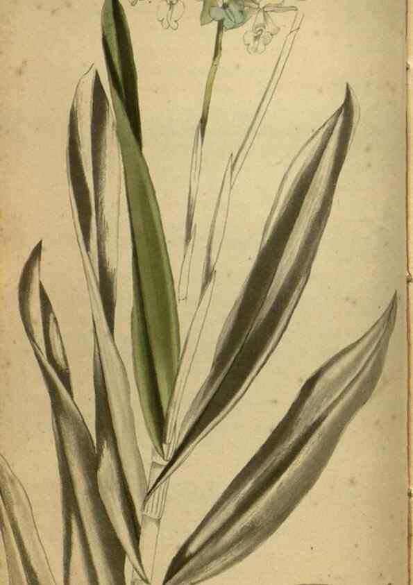 Reproducción/Reproduction 48787660297: The botanical cabinet. London :John & Arthur Arch ...,1817-1833.. 