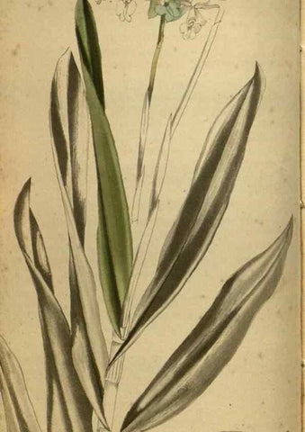Reproducción/Reproduction 48787660297: The botanical cabinet. London :John & Arthur Arch ...,1817-1833.. 