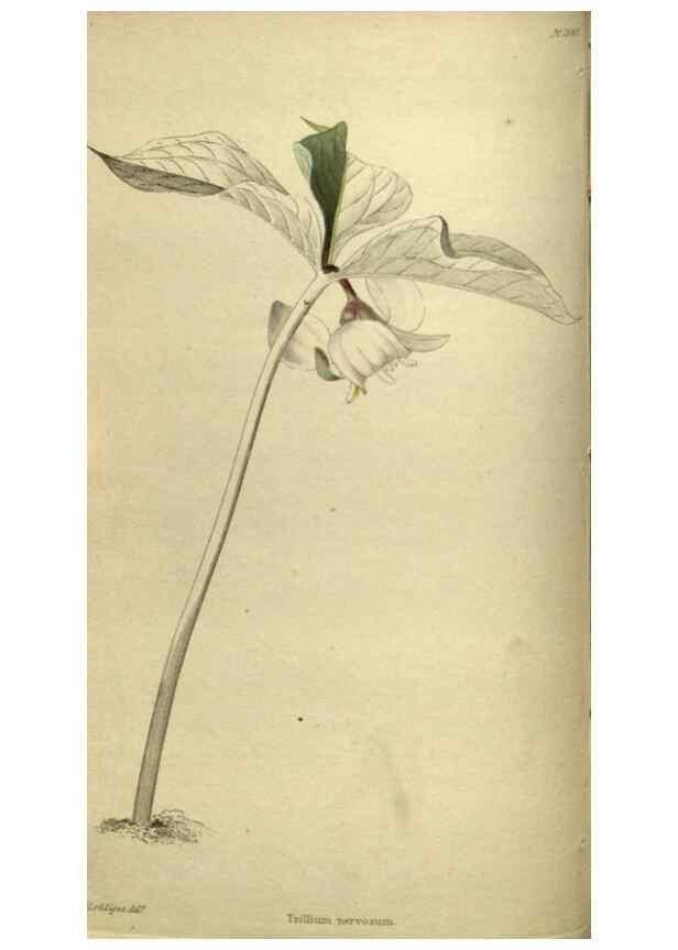 Reproducción/Reproduction 48787145443: The botanical cabinet. London :John & Arthur Arch ...,1817-1833.. 